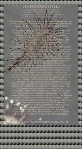 Bild von Juliane Duda mit den Texten von Fritz Schönborn aus seiner Deutschen Dichterflora. Hier „Bernharddistel“.