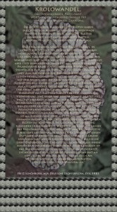 Bild von Juliane Duda mit den Texten von Fritz Schönborn aus seiner Deutschen Dichterflora. Hier „Krolowandel“.