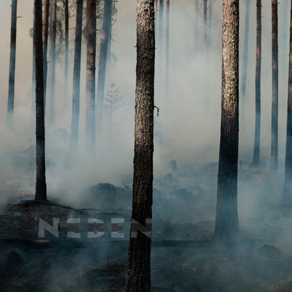 Mashup von Juliane Duda zu dem Buch von Heinz Czechowski: Sanft gehen wie Tiere die Berge neben dem Fluß