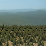 Mashup von Juliane Duda zum Buch von Michael Speier: Verwunschenheitszustand Mashup von Juliane Duda zum Buch von Michael Speier: Verwunschenheitszustand